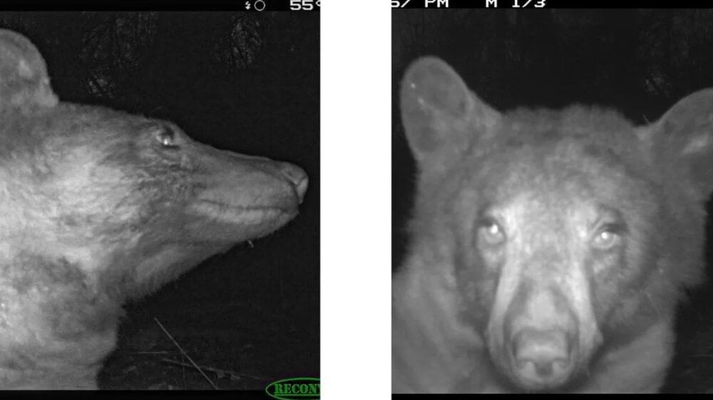 رفتار عجیب خرس سیاه در تاریکی شب / عکس