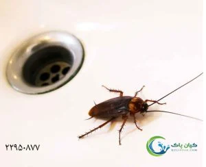سم پاشی برای سوسک آلمانی