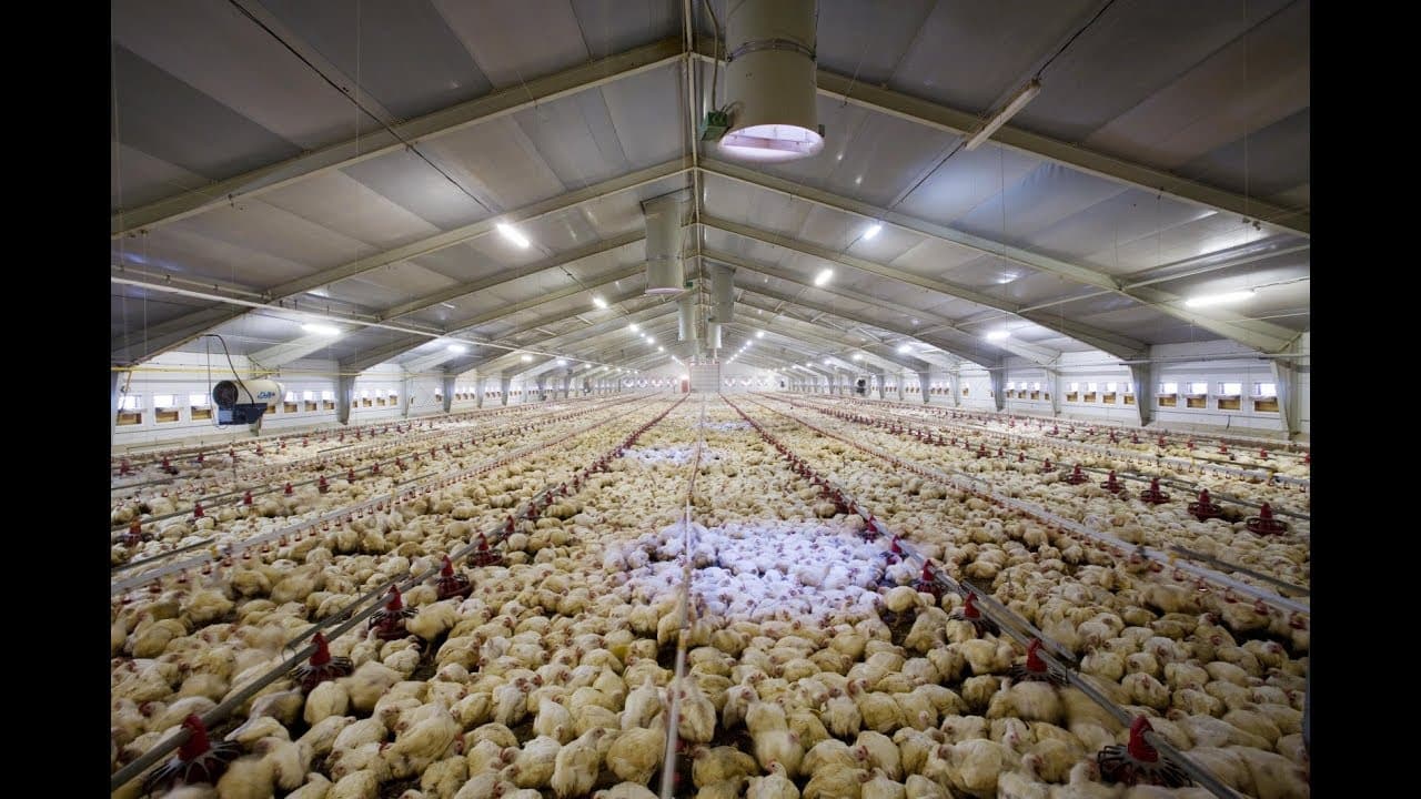 اتصالات | ایمنی | بیمه مصالح مورد نیاز برای ساخت سوله مرغداری