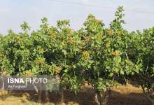 هوای خنک، پسته زرندیه را خندان‌تر کرد