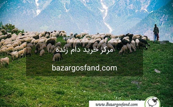 اقتصادی