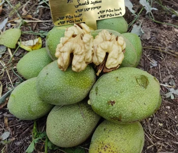 علمی و پزشکی