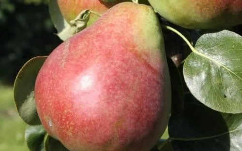 گلاب گلاب