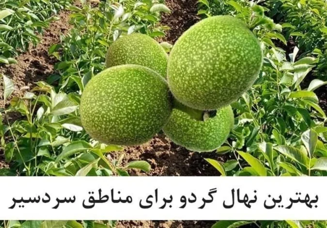 عمومی