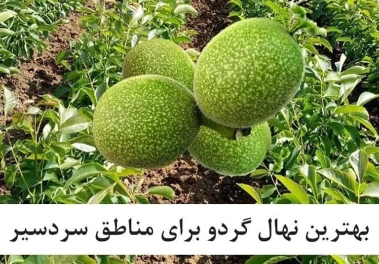 بهترین درخت گردو برای مناطق سردسیر