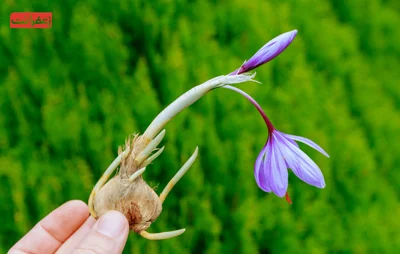 علمی و پزشکی