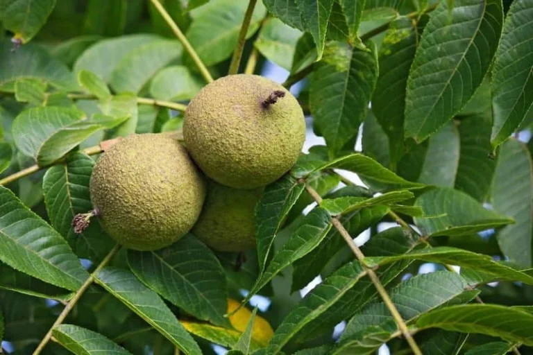 معایب و مزایای گردو پیوندی چندلر