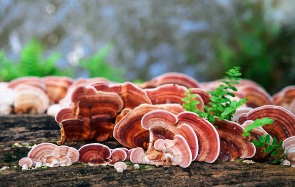 Ganoderma coffee and fatty liver