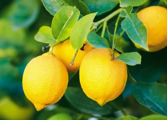 فواید لیمو برای سلامتی - ایسنا