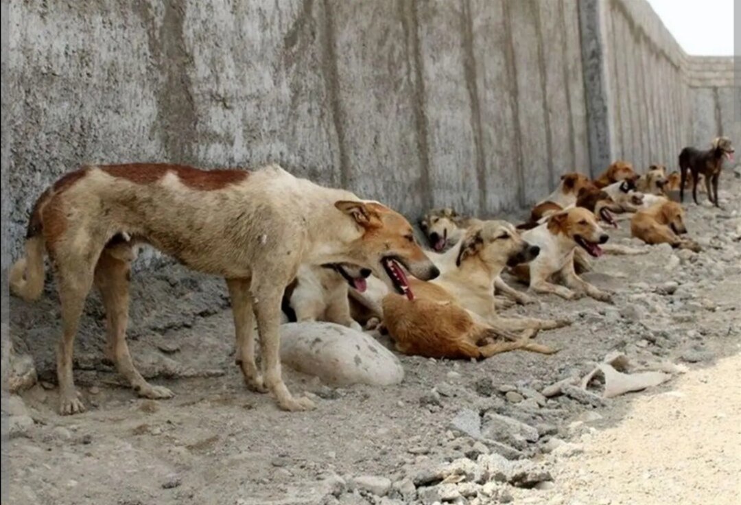 دستور قضایی برای جمع آوری سگ‌های ولگرد در همدان