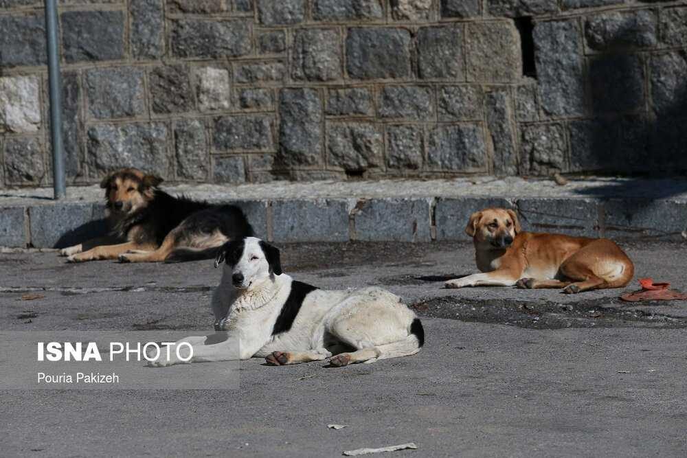 حمله سگ‌های بلاصاحب به کارشناس بهداشت بهبهان
