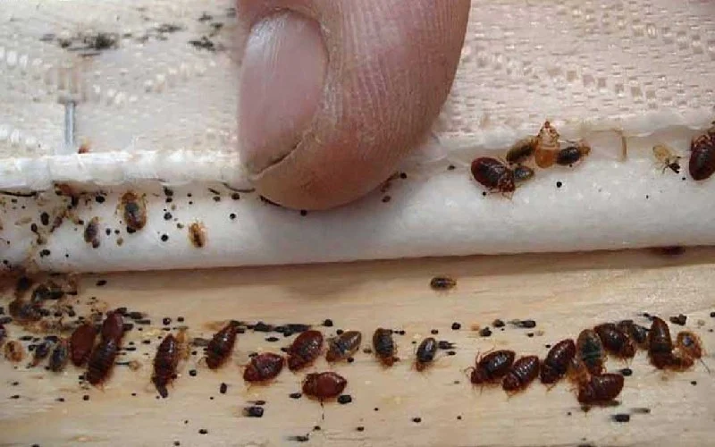 عمومی